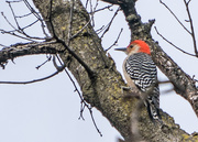 30th Jan 2016 - Red-bellied Woodpecker in a tree