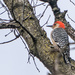 Red-bellied Woodpecker in a tree by rminer