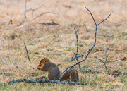 30th Jan 2016 - Squirrel with Nut