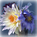 waterlily bouquet by mjmaven