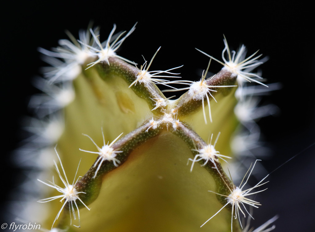 Cactus macro by flyrobin