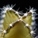 Cactus macro by flyrobin