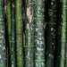 Bamboo stories by flyrobin