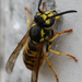 Wasp by flyrobin