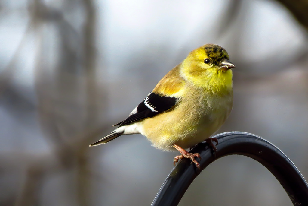 A Gold Goldfinch! by milaniet