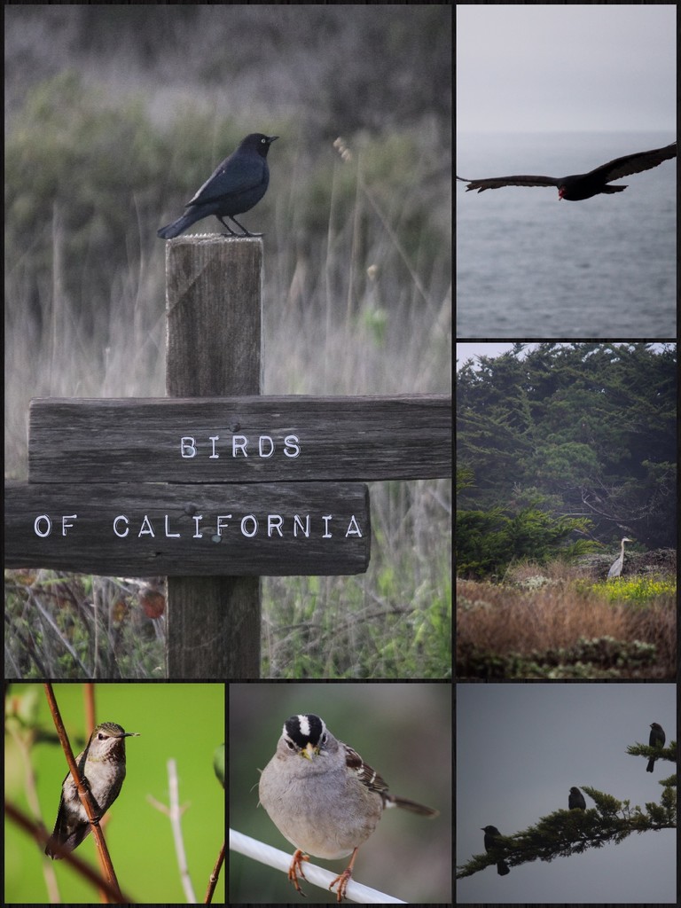 Birds of Cali by mzzhope