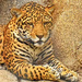 Jaguar  by joysfocus