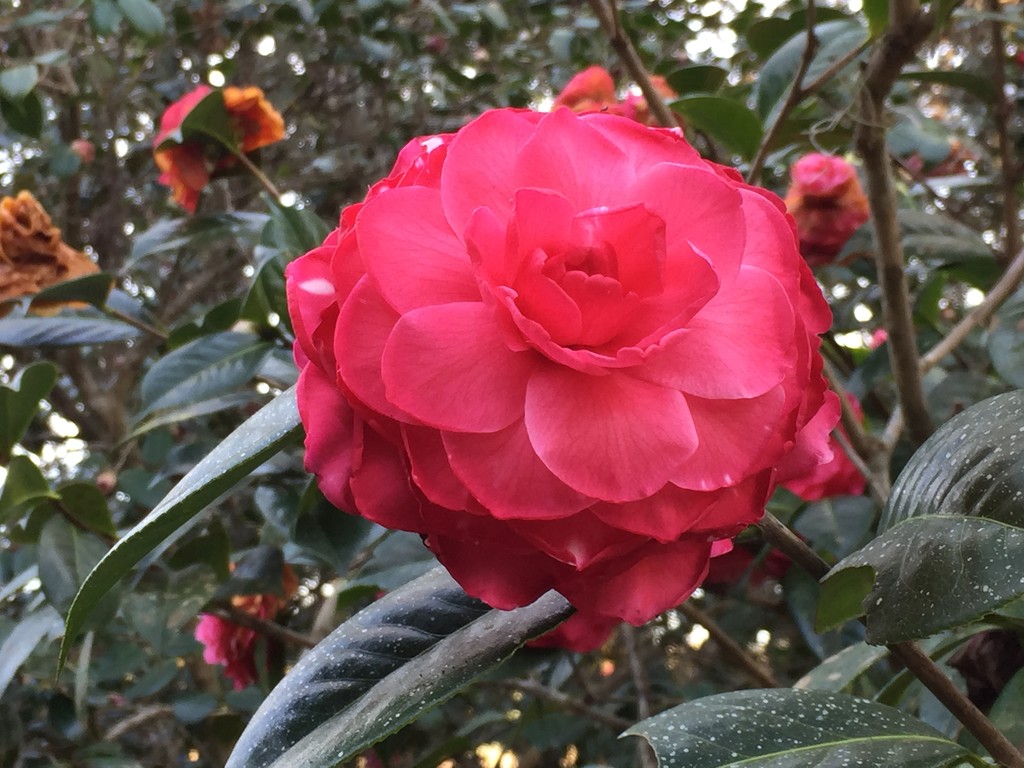 Camellia by congaree