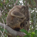 koala health by koalagardens