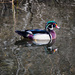 Wood Ducks Bring Out The Adventure by elatedpixie