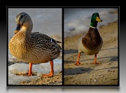 30th Nov 2010 - Duck collage