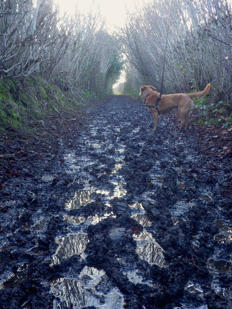 Muddy Path by bulldog