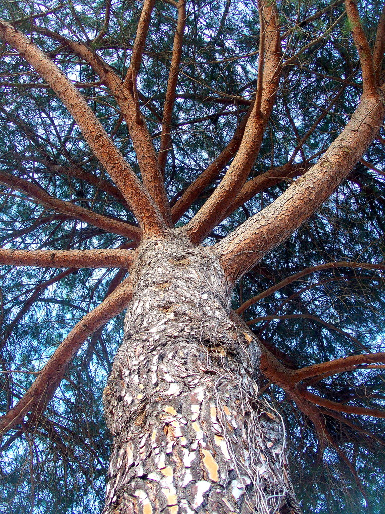The octopus tree by laroque