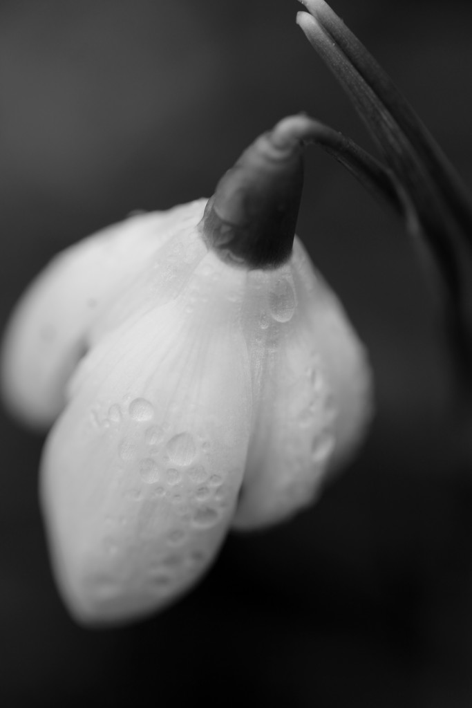 Raindropped Snowdrop by motherjane