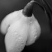 Raindropped Snowdrop by motherjane