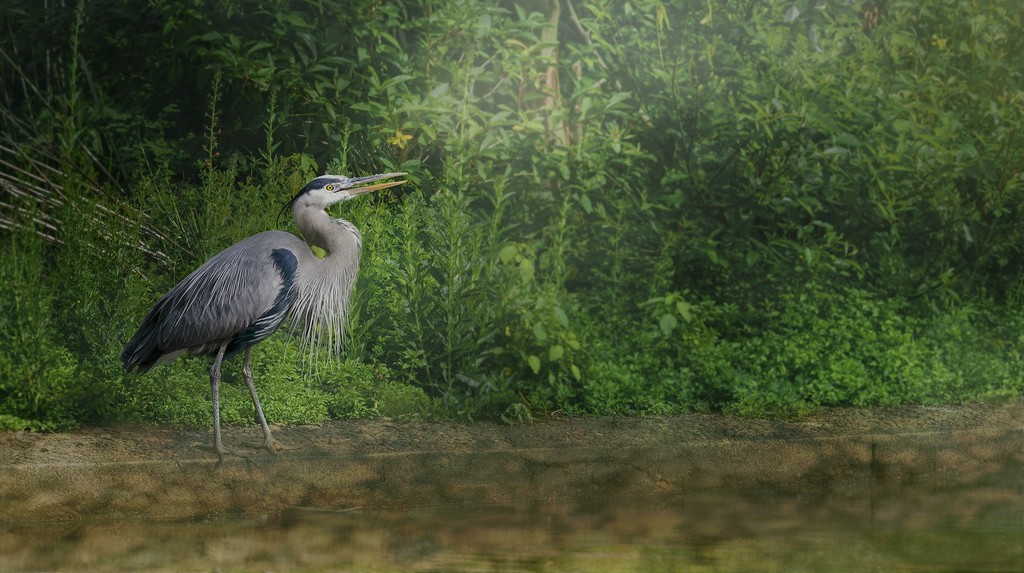 Blue Heron for texture by jgpittenger