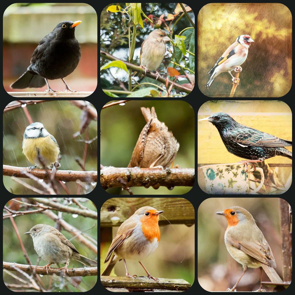 RSPB Garden Birdwatch 2 by pamknowler