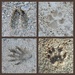 Footprints in the sand! by homeschoolmom
