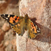 Painted lady butterfly by philbacon