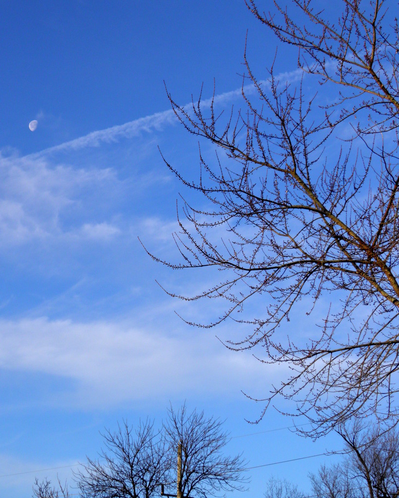 Moon, Blue Sky, Clouds and Trees by daisymiller