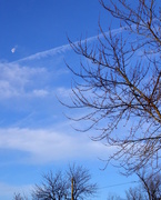 30th Jan 2016 - Moon, Blue Sky, Clouds and Trees