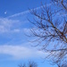 Moon, Blue Sky, Clouds and Trees by daisymiller
