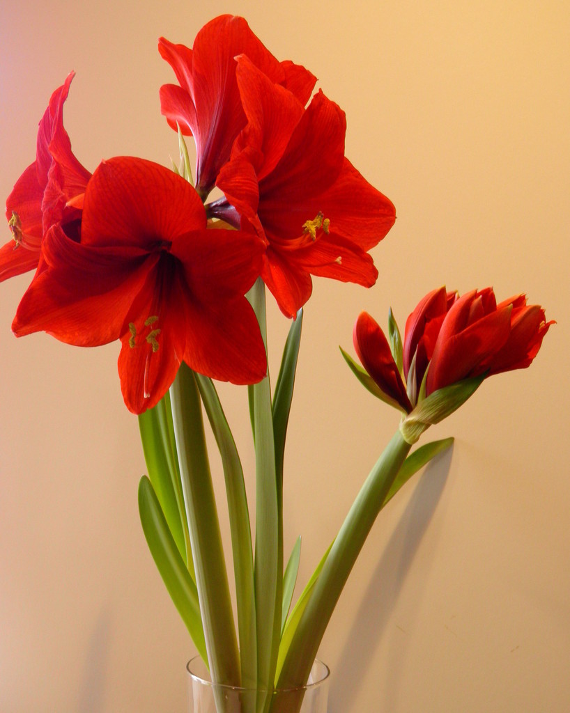 January Amaryllis by daisymiller