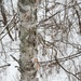 birch... by earthbeone