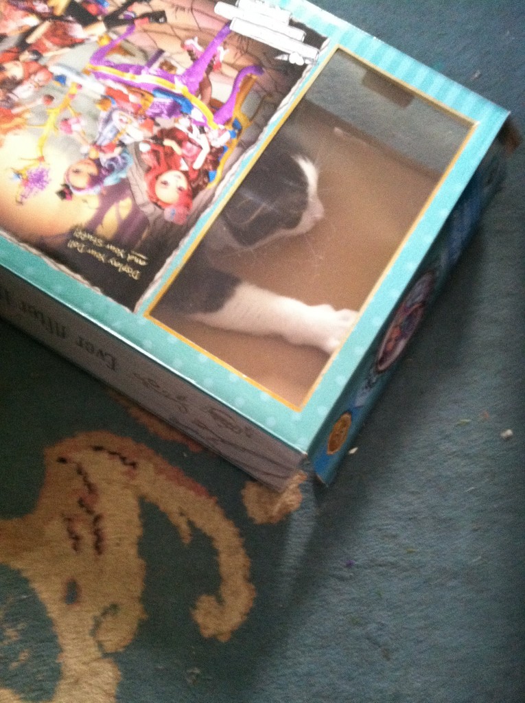 Cat in the box  by tatra