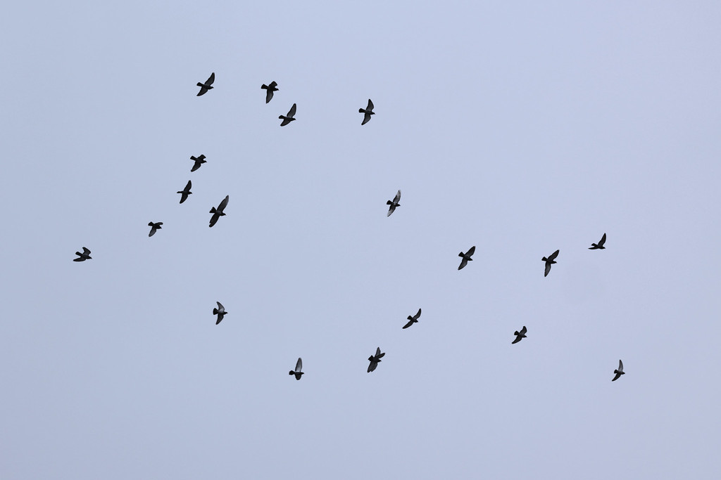 Birds in Flight by jaybutterfield