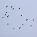 Birds in Flight by jaybutterfield