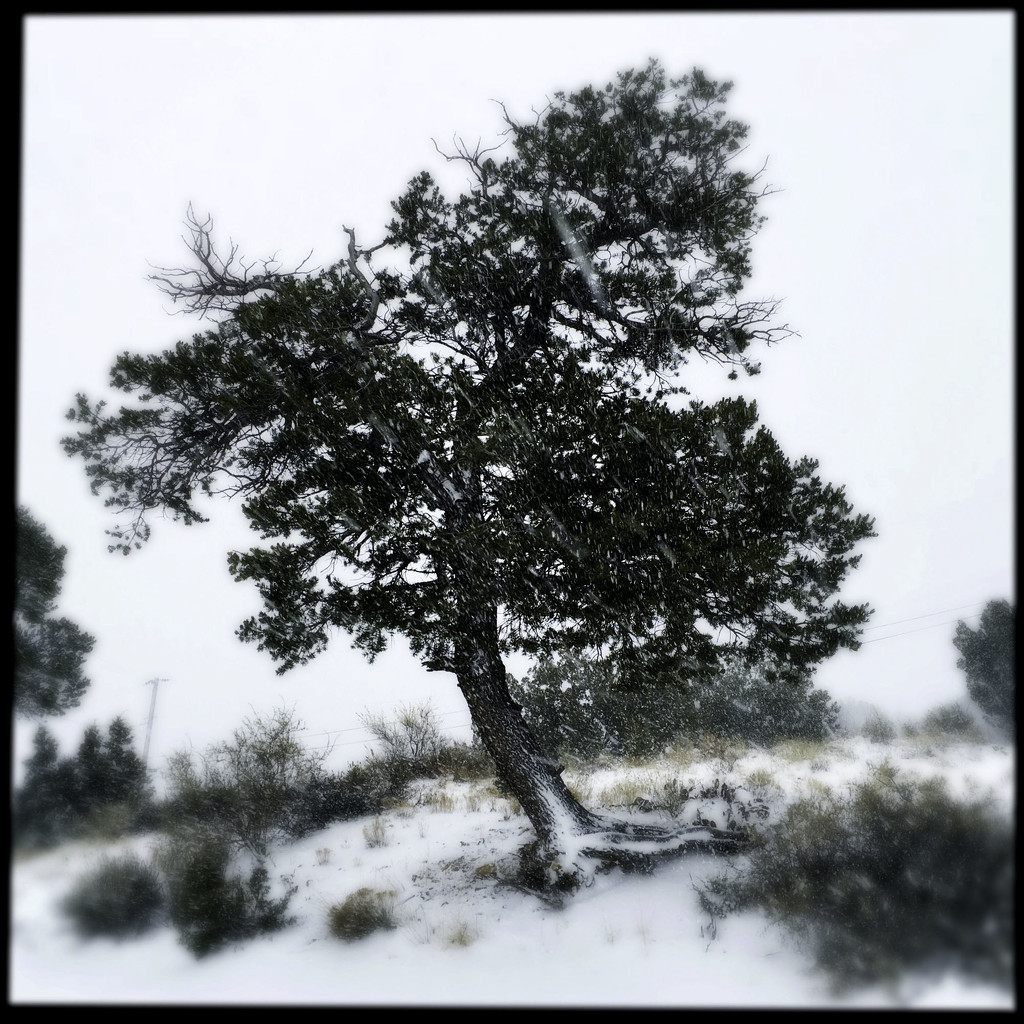 Snowy Tree by jeffjones