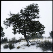6th Jan 2016 - Snowy Tree