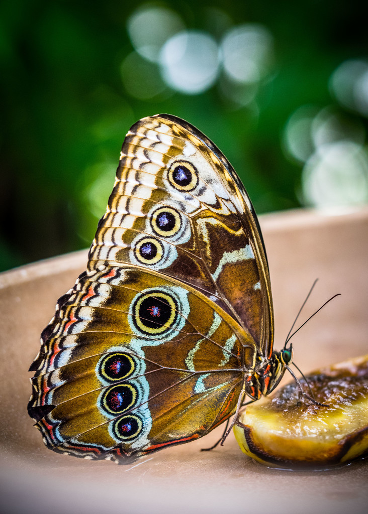 Morpho Butterfly by rosiekerr