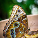 Morpho Butterfly by rosiekerr
