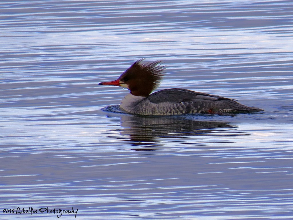 Common Merganser female by kathyo