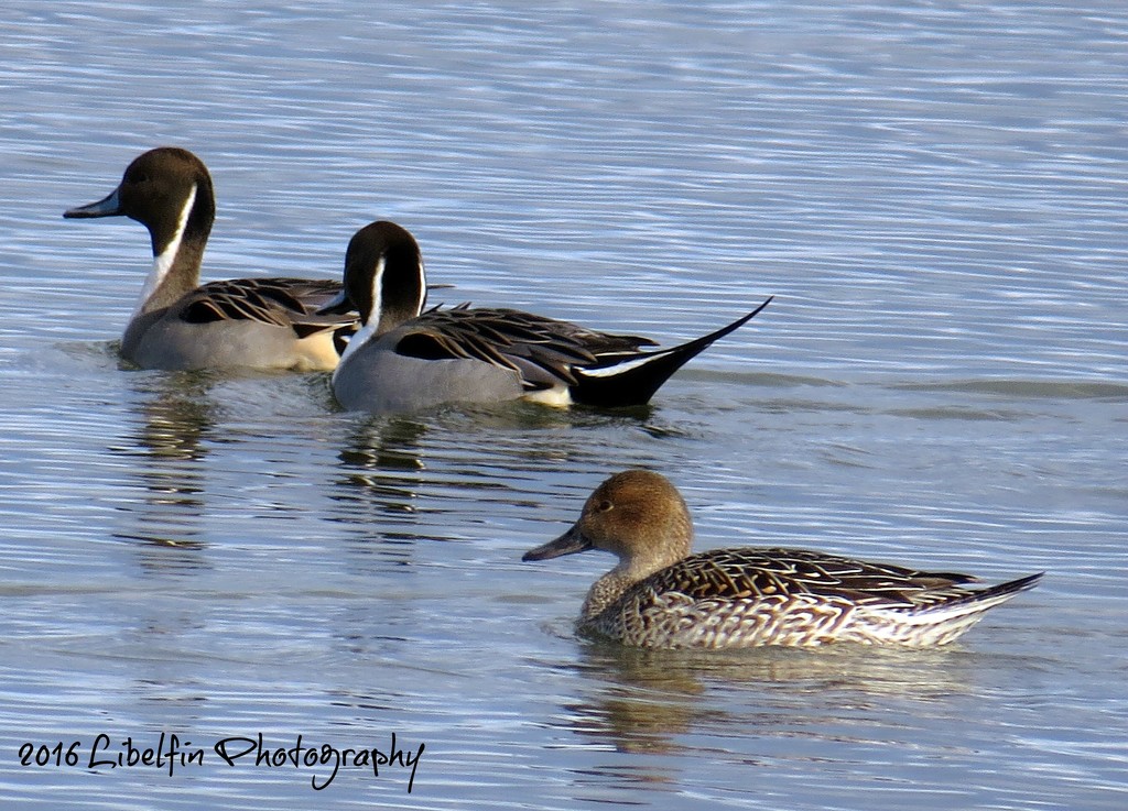 Northern Pintail  by kathyo