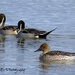 Northern Pintail  by kathyo