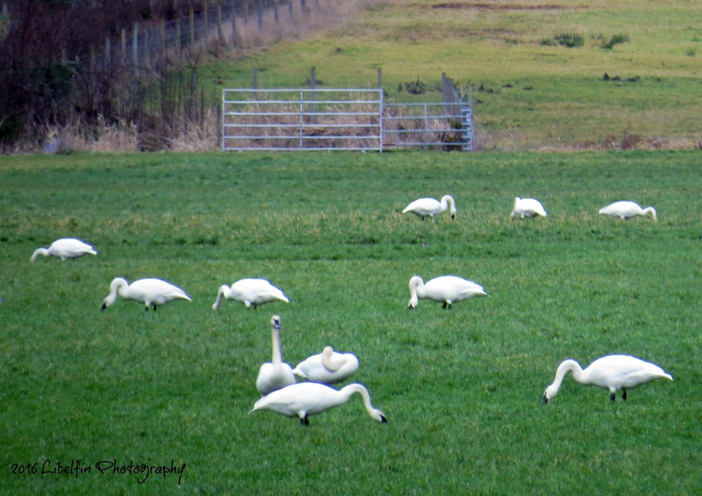 Trumpeter Swans by kathyo