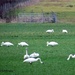 Trumpeter Swans by kathyo
