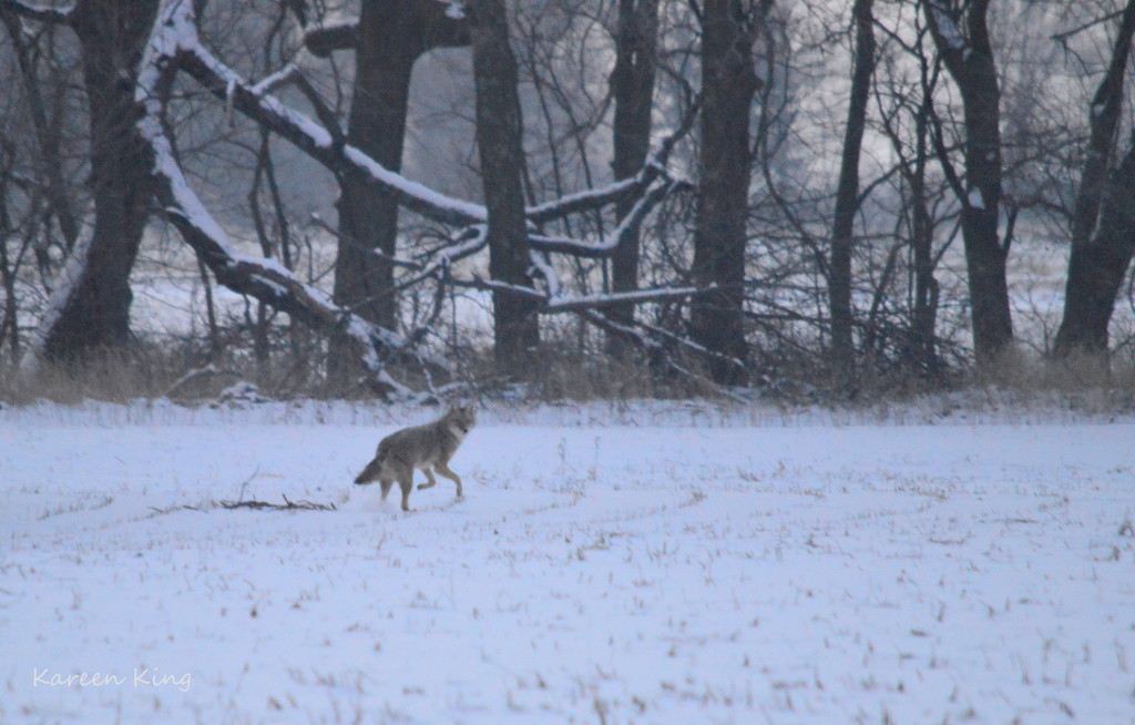 Coyote on a Kansas Winter Morning by kareenking