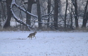 26th Jan 2016 - Coyote on a Kansas Winter Morning