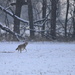 Coyote on a Kansas Winter Morning by kareenking