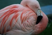 30th Jan 2016 - This Flamingo is Disappointed in You