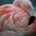 This Flamingo is Disappointed in You by kerosene