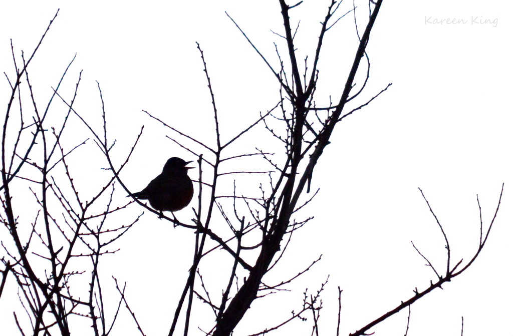 Winter Robin by kareenking