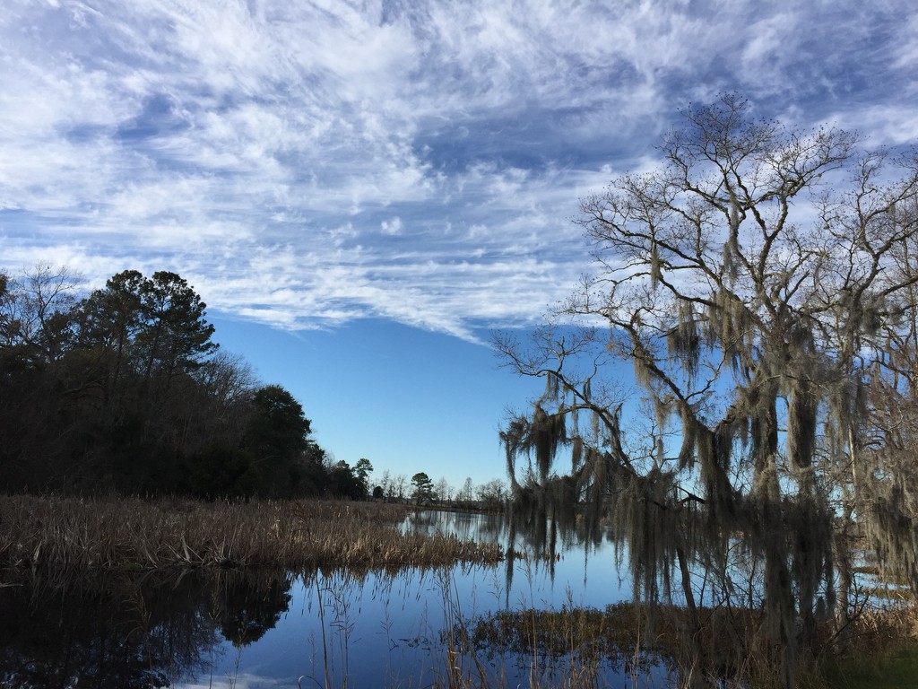 Marsh, wetlands and sky, Magnolia Gardens, Charleston, SC by congaree