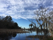 1st Feb 2016 - Marsh, wetlands and sky, Magnolia Gardens, Charleston, SC