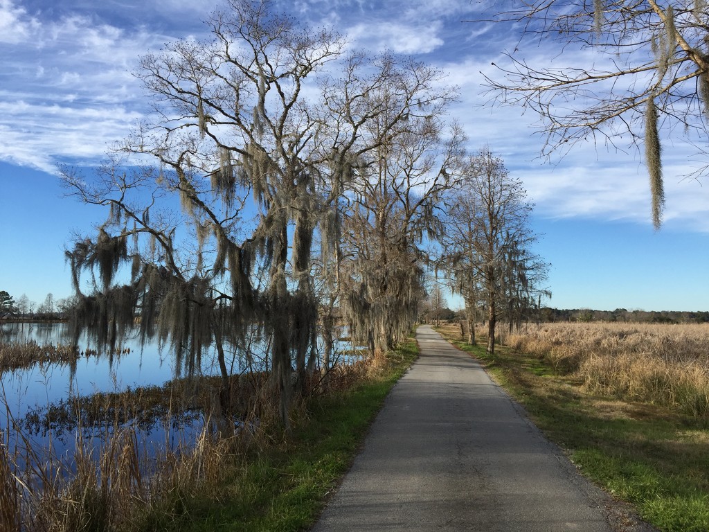 Marsh, wetlands and sky, Magnolia Gardens, Charleston, SC by congaree