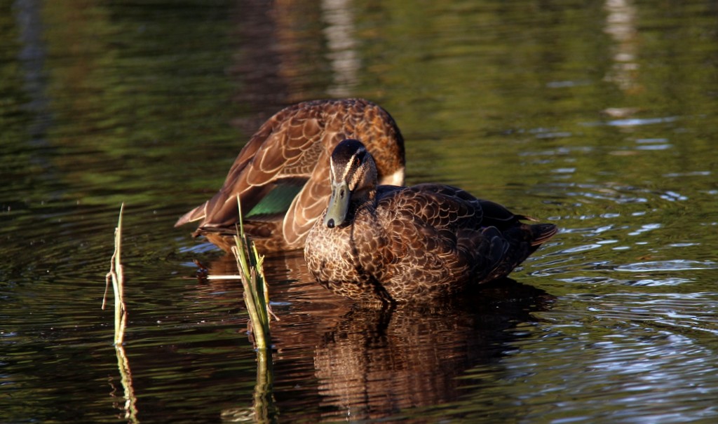 Ducks in the distance by pictureme